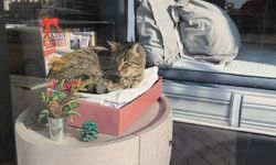 Iğdır’da İç Isıtan Görüntü: Mobilya Mağazasının En Tatlı “Müşterisi”