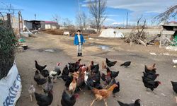 Yumurta Fiyatları Artınca Vatandaş Kendi Tavuğunu Beslemeye Başladı