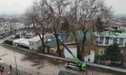 Ağaçlara kış bakımı