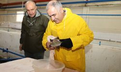 Alabalık sağım çalışmaları sürüyor