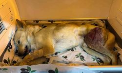 Ayağında parçalı kırık oluşan köpek 2 saatlik ameliyatla eski sağlığına kavuştu