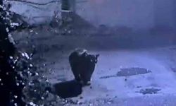 Ayı güvenlik kamerasına yakalandı