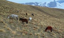Başıboş bırakılan at ve eşekler hem trafiği hem yaban hayatını tehdit ediyor
