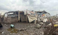 Başıboş köpekler koyun sürüsüne saldırdı: 10 hayvan telef oldu