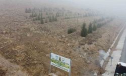 Bin 200 fidan dikildi