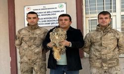 Boynuzlu baykuş tedavi altına alındı