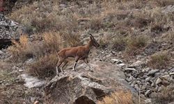 Dağ keçileri karayolu kenarına indi, görenler cep telefonlarına sarıldı