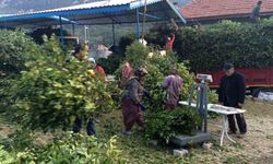 Defne yaprağı bir köyün geçim kanağı oldu