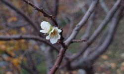 Erik soğukta çiçek açtı