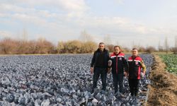 Erzincan'da kış ortasında sebze hasadı