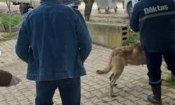 Evcil hayvanlar kayıt altına alınıyor