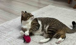 Evcil hayvanlarda aşı uyarısı