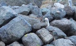 Gelincik rengiyle mevsime ayak uydurdu