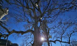 Harput’un 3 asırlık çınarı yıllara meydan okuyor