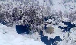 Kar yağışı, sürüyü hazırlıksız yakaladı