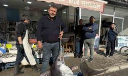 kılıç balığı ilgi odağı oldu