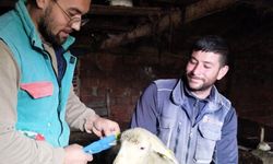Kırklareli Pınarhisar’da küçükbaş hayvanların küpeleri takıldı