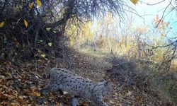 "Ormanın Hayaleti" vaşak Erzincan’da görüntülendi