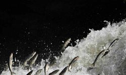 Prof. Dr. Alaeddinoğlu: "İnci kefalinin nesli ciddi tehdit altında"