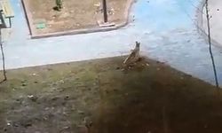 Şanlıurfa’da yiyecek arayan 2 tilki kent merkezine indi