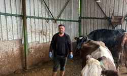 Şap hastalığına bir hayvanını daha verdi