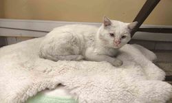 Sokak kedisinin yuvası oldu