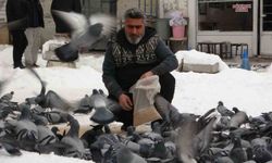 Van'da kar sonrası güvercinlerden görsel şölen
