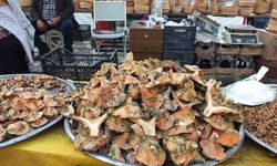 Yağmur yağdı, mantar fışkırdı