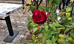 Yalancı bahar: Aralık ayında güller ve diğer çiçekler açtı