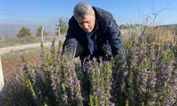 Yapılan 10 yıllık çalışma sonucunda artık Eskişehir'de biberiye üretilebiliyor