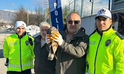 Yaralı şahine polis şefkati