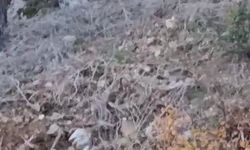 Yerleşim alanına yakın bölgede kurt görüntülendi