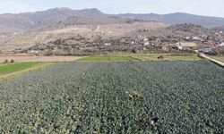 Yeşil altın’ hasadı