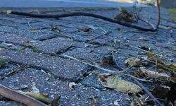 Yılanlar kış uykusuna yatmadı