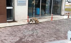 Yiyecek arayan tilki sokağa indi