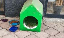 Iğdır’da “Gönül Seferberliği”: Her Köşeye Bir Kedi Yuvası