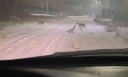 Iğdır Hakveyis Yolunda Gece Saatlerinde Kurtlar Yola İndi kameralara yansıdı