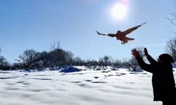 211 yaban hayvanı doğaya salındı