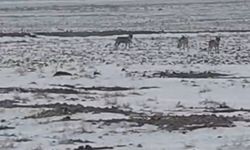 Aç kalan kurt sürüsü Iğdır ovasına indi
