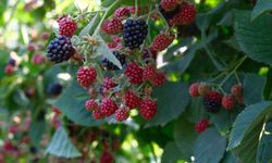 Ahududu ve böğürtlen üretimi Sırbistan modeliyle artırılacak