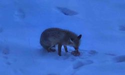 Bahçesindeki davetsiz misafir gülümsetti
