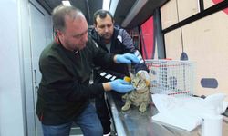 Balıkesir de sokak hayvanlarına ücretsiz tedavi desteği