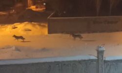 Aç kalan kurtlar ilçeye indi