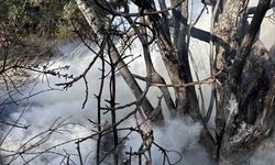 Bursa'da çıkan çalı yangını büyümeden söndürüldü