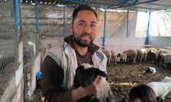 Çift başı ve 4 gözü ile doğan kuzu yaşama tutundu