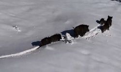 Domuz sürüsü havadan görüntülendi