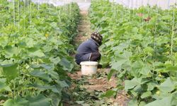 Erzincan'da kadın çiftçilere yüzde 50 hibeli sera desteği