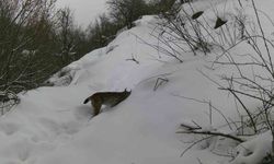 Erzincan'da vaşaktan kurda yaban hayatı kayıt altında