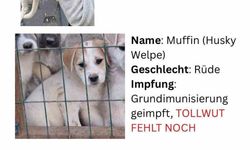 Hayvan severlerden, hayvan kaçakçılığı iddiası