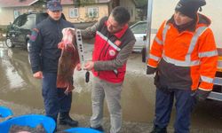 Kaçak avcılık operasyonunda 500 kalkan balığına el konuldu